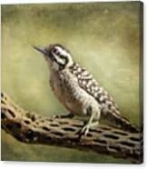 Ladder-backed Woodpecker Canvas Print