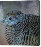 Lady Amherst's Pheasant Canvas Print