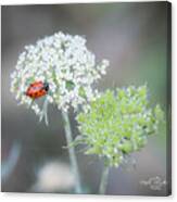 Lady On The Lace Ii Canvas Print