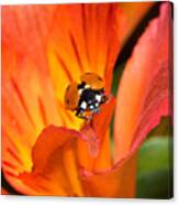 Ladybug About To Fly Canvas Print
