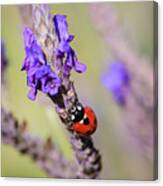 Ladybug On Lavender Canvas Print