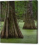 Lake Chicot State Park Canvas Print