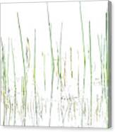 Lake Grass Canvas Print