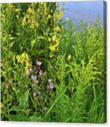 Lakeside Wildflowers In Lake County Canvas Print