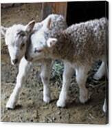 Lambs Canvas Print