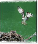 Landing On The Osprey Nest Canvas Print