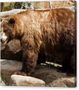 Large Brown Bear Canvas Print