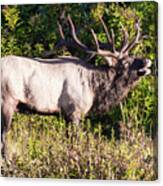 Large Bull Elk Bugling Canvas Print