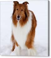 Lassie Enjoying The Snow Canvas Print