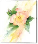 Last Rose Of Summer Canvas Print