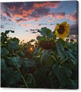Late Bloomer Canvas Print