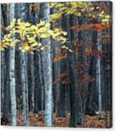 Late Fall In The Woods Canvas Print