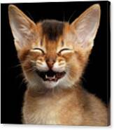 Laughing Kitten Canvas Print