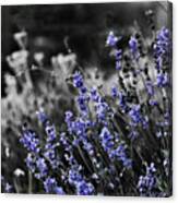 Lavender B And W Canvas Print