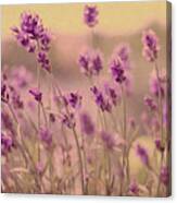 Lavender Dreaming ... Canvas Print