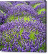 Lavender In Blooming Canvas Print