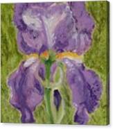Lavender Iris Canvas Print