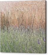 Lavender Meets Wheat Canvas Print
