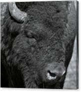 Lazy Buffalo Canvas Print