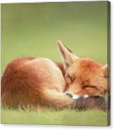Lazy Fox Series- Lazy Fox Is Lazy Canvas Print