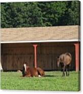 Lazy Horses Canvas Print