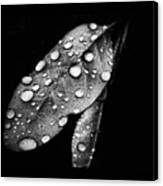 Leaf It Canvas Print