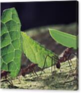 Leafcutter Ant Atta Cephalotes Workers Canvas Print