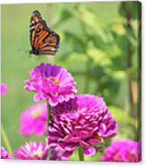 Leaping Butterfly Canvas Print