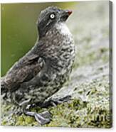 Least Auklet Canvas Print