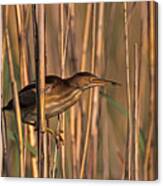 Least Bittern Canvas Print