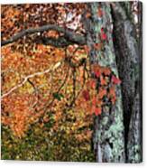 Leaves And Bark Canvas Print