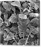 Leaves, Black And White Canvas Print