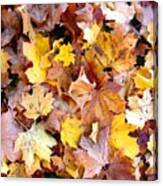 Leaves Of Fall Canvas Print