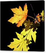 Leaves On Black Canvas Print