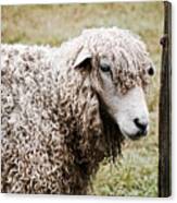 Leicester Longwool Canvas Print