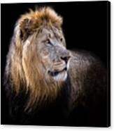 Leo Canvas Print