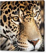 Leopard Face Canvas Print