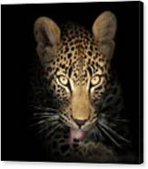 Leopard In The Dark Canvas Print