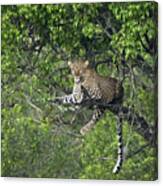 Leopard Resting In Tree Masai Mara Kenya Canvas Print