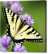 Beautiful Swallowtail Butterfly On Flowers Canvas Print