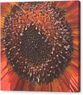 Let's Get Close Sunflower Canvas Print