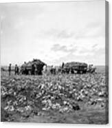 Lettuce Harvest, Harvester And Workers Loading On To Trucks In Fields 1947 Canvas Print