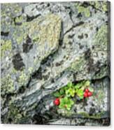 Lichen And Lingonberry Canvas Print