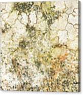 Lichen On A Stone, Background Canvas Print