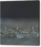 Lichen-scape Canvas Print