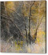 Light Behind Trees. Canvas Print