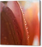 Light In Every Drop Canvas Print