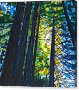 Light In The Trees  40x30 Canvas Print