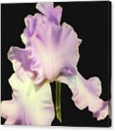 Light Purple Iris Canvas Print