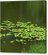 Liily Pads Afloat Canvas Print